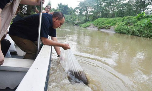 Langkah Gubsu Tabur 3000 Benih Ikan di Sungai Deli Diapresiasi
